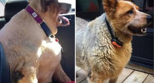 Фотографии собак до и после того, как они взяли себя в лапы и смогли похудеть (21 фото)