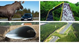 Экодуки: "мосты" которые требуют повсеместной установки (20 фото)