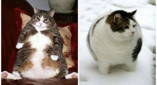19 фотографий толстых котиков, которые сделают ваш день лучше (20 фото)