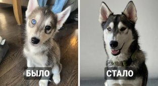 Тогда и сейчас: как быстро растут и меняются собаки (15 фото)