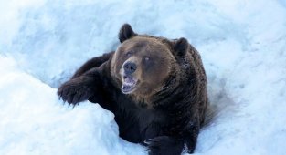 6 интересных фактов из жизни медведя «шатуна» (14 фото)