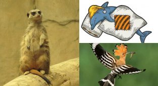 Семь удивительных фактов о животных (8 фото)