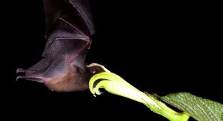 Трубкогубая  летучая мышь: Язык в 1,5 раза длиннее тела! Чтобы не болтался  на ветру, его пришлось спрятать в груди (7 фото)