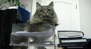 Офисные кошки (24 фото)