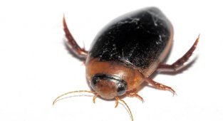 Swimming beetle: How does this predator work and why is it the main maniac of our reservoirs? (10 photos)