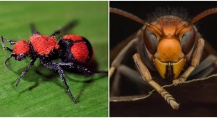 25 insects with the most painful bites (26 photos)