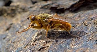 Dung fly - an insect that is beneficial (7 photos)