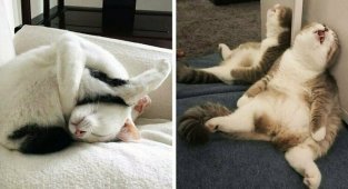 25 спящих котиков, которые доказали, что уснуть можно в любом положении (26 фото)