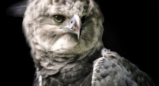Гарпия, хищные птицы (3 фото + 1 видео)