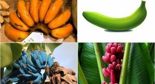 Бананы бывают разными — синими, жёлтыми, красными (11 фото)