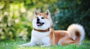 Счастье за деньги не купишь? 5 самых дорогих пород собак в мире (6 фото)