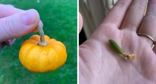The fertility gods were merciful: gardeners who were waiting for a rich harvest were disappointed (31 photos)