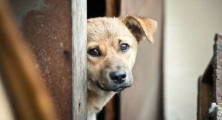 Фотографии беспородных собак на улице (21 фото)