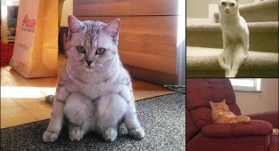 Не от мира сего: 15 фото котиков, которые ведут себя очень странно (15 фото + 1 гиф)