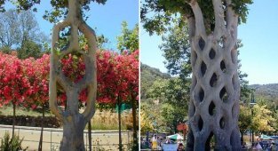 Необычные деревья Акселя Эрландсона (32 фото + 1 видео)