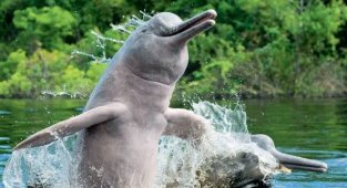 Interesting facts from the life of Amazonian dolphins (11 photos)