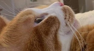 Наши питомцы (31 фото)