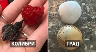 17 дивовижних фотографій, які показують несподівані порівняння різних речей (18 фото)