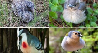Гадкий утенок и его 40 друзей: как выглядят птенцы известных (и не очень) птиц (41 фото)