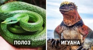 Фантастичні тварюки: 18 незвичайних рептилій (19 фото)