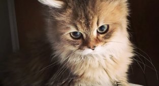 10 самых красивых на Земле кошек (10 фото)