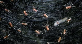 Анелозимус эксимиус: пауки плетут сети размером однокомнатную квартиру (7 фото)