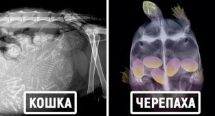 16 удивительных рентгеновских снимков беременных животных (17 фото)