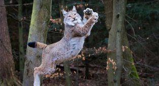 European lynx: how do they hunt deer 5 times their size? (11 photos)