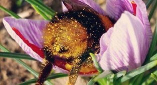 Пчёлы тоже устают и иногда засыпают прямо в цветке (12 фото)