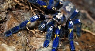 Синий паук - самый красивый паук в мире (18 фото + 4 видео)