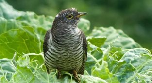 Почему кукушка не высиживает свои яйца? (5 фото)