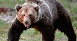 Бурый медведь (11 фото + 1 видео)