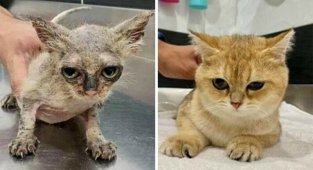 30 вдохновляющих фото кошек и котят до и после спасения (31 фото)