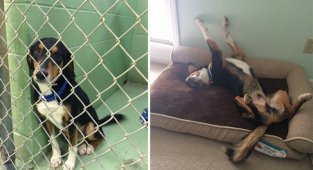 Животные до и после того, как их забрали из приюта (14 фото)