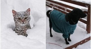 20 фото животных в снегу, которые учат нас радоваться мелочам (21 фото)