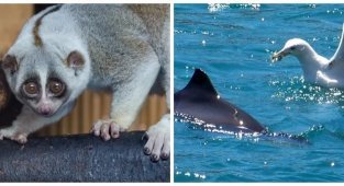 8 scary facts about animals we always thought were adorable (9 photos)