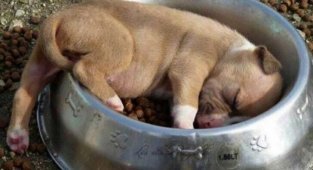 Спят усталые щеночки (21 фото)