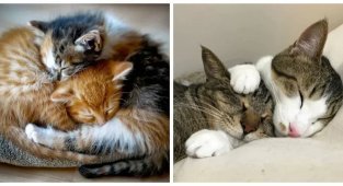 The most cozy cat hugs (13 photos)