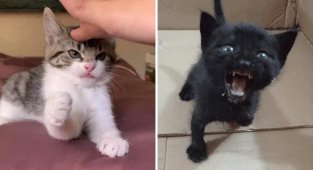 16 маленьких котят, которые выглядят как сдобные пирожочки, сделанные из чистого зла (17 фото)