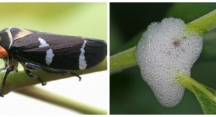 Jumping animals - hardy inhabitants of the salivary kingdom (11 photos)