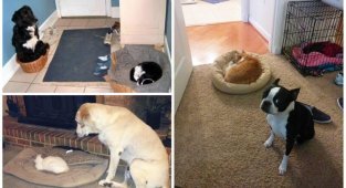 Как выглядит игра в "царя горы" между собаками и кошками (23 фото)