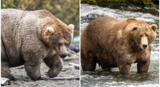 На Аляске проводят конкурс на самого толстенького медведя (13 фото)