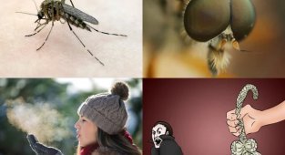 Избирательные кровососущие: как комары выбирают жертв (5 фото)
