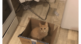 Коты и коробки созданы друг для друга (40 фото)