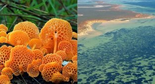 Найдено самое большое растение на Земле (6 фото)