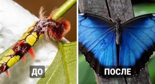 Amazing butterflies can be charming in the form of a caterpillar (13 photos)