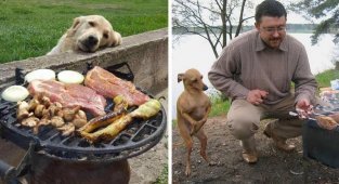 Эти собаки так трогательно выпрашивают еду, что им невозможно отказать! (41 фото + 10 гиф)