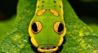 Miraculous transformation: how do caterpillars become butterflies? (5 photos)