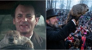 Why is Groundhog Day so popular in the USA and how is it celebrated (6 photos)