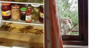 12 странных вещей, которые нашли люди в неожиданных местах (13 фото)